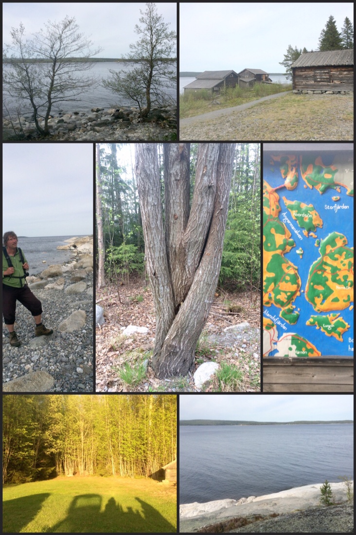 Collage aus Bildern des Tages, die im Text erwähnt wurden. Mit dabei ein Baum aus vier in sich verschlungenen Stämmen.
