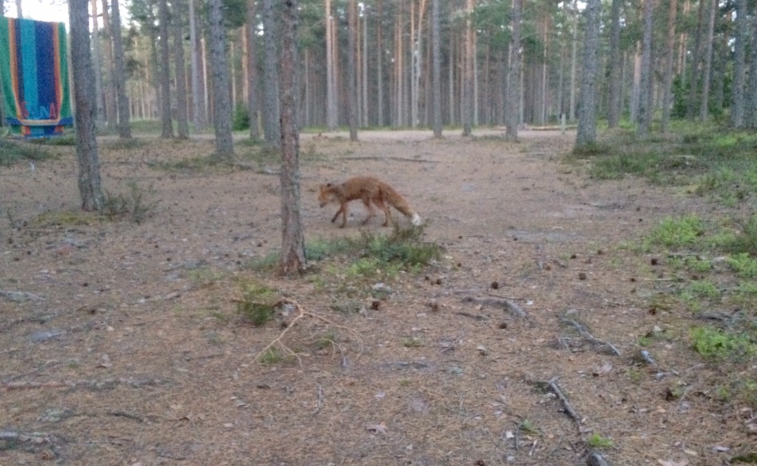 Der Fuchs schleicht durch den Wald