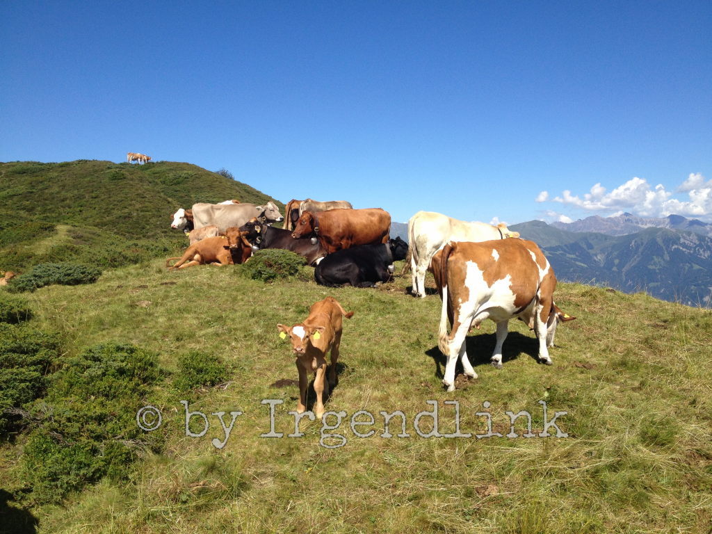 Weidende Kühe, Kälbchen uns zugewandt