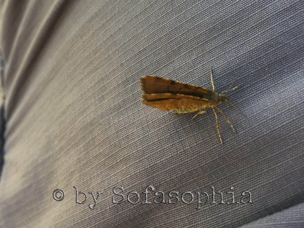 Bei der nächsten Siesta landet ein Schmetterling auf meinem Hosenbein.