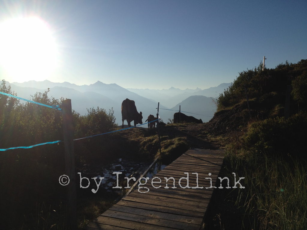 Kühe im morgendlichen Gegenlicht vor dunstigen Bergen in der Ferne.