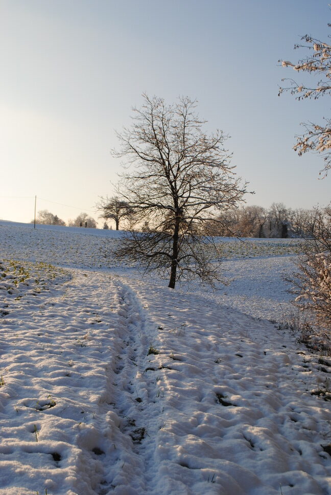 Schneewieseweg, Baum und Blauhimmel