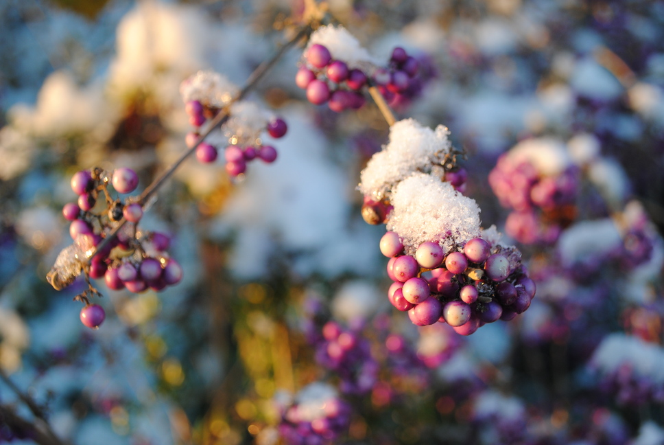 Rosa Beeren mit Schneehauben