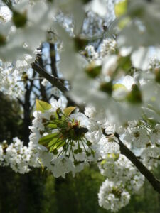 Kirschenblüten am Baum, vorne unscharf, hinten scharf