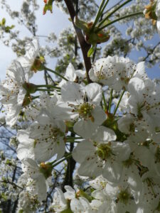 Kirschenblüten am Baum