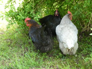 Zwei dunkelgraue und ein hellgraues Huhn vor grünem Gestrüpp