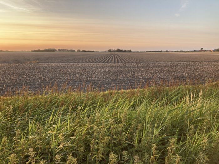 In der Bildmitte quer verlaufende Äcker, dahinter in der Ferne am Horizont, Bäume und ein orange-schlieriger Himmel, der eine baldige Dämmerung andeutet. Im Vordergrund quer hohes Gras.