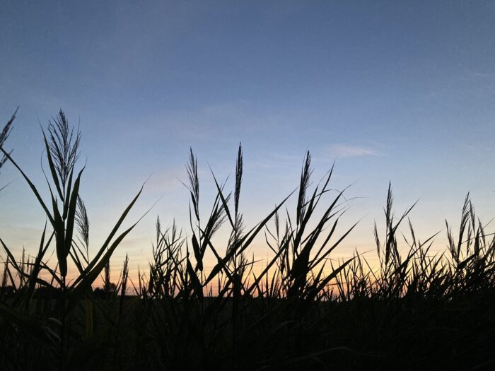 Schwarze Silhouetten von Schilf vor einem dämmerblauen, unten noch orange-farbenen Abendhimmel.