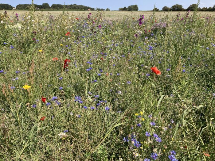 Wiese mit vielen wilden Blumen, Mohn, blaue Blumen, gelbe Blumen ... im Hintergrund am Horizont ein Waldrand.