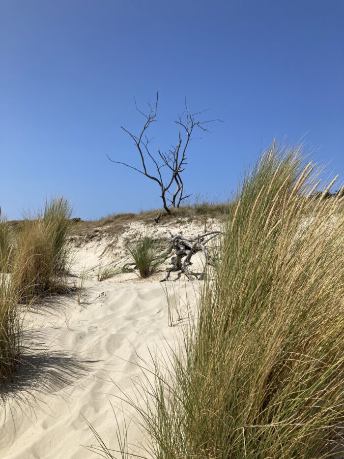 Blick in die Dünen, Gestrüpp und die dürren Äste eines abgestorbenen kleinen Baumes. Blauhimmel.