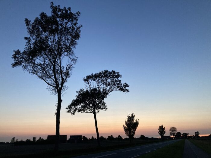 Silhouetten von einigen Bäumen vor blauem Dämmerungshimmel mit orange-farbenem Leuchten unten. Es sind auch die Silhouetten von Häusern zu sehen.