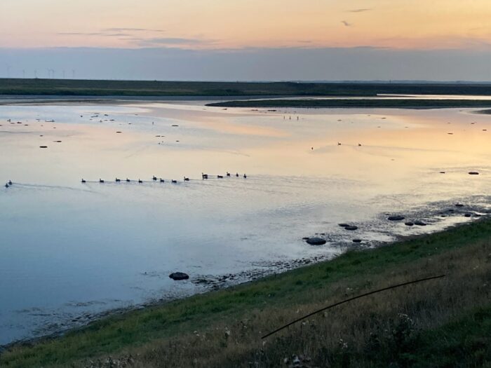 Blaue Stunde. Orange-farbener Himmel. Gewässer mit vielen Enten und anderen Vögeln, darum herum festes Land als Silhouette, im Vordergrund ein Abhang.