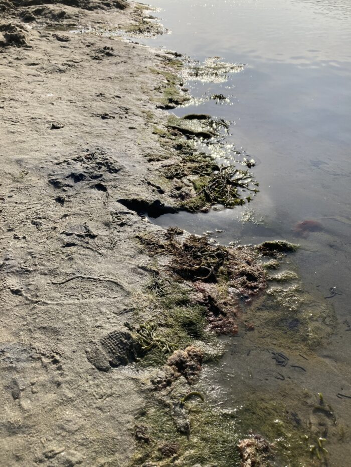 Sandiger Boden von nahem, mit Moos und anderen natürlichen Sachen am Sandrand, rechts davon Wasser.