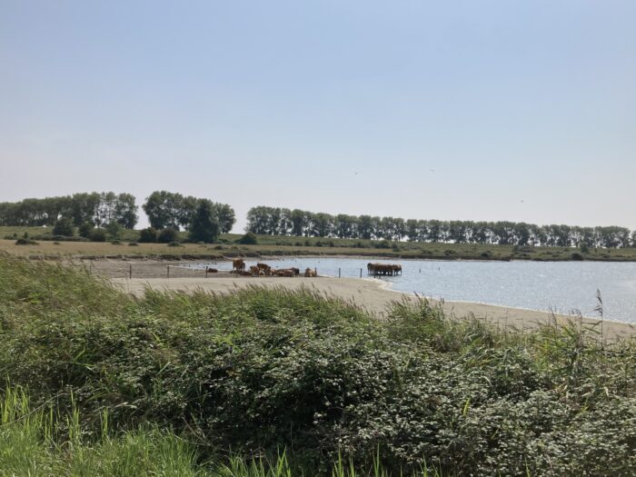 Weitwinkelaufnahme von Gewässer mit Kühen, die sich abkühlen, am Strand und im Wasser. Im HInter- und Vordergrund Bäume und Hecken.