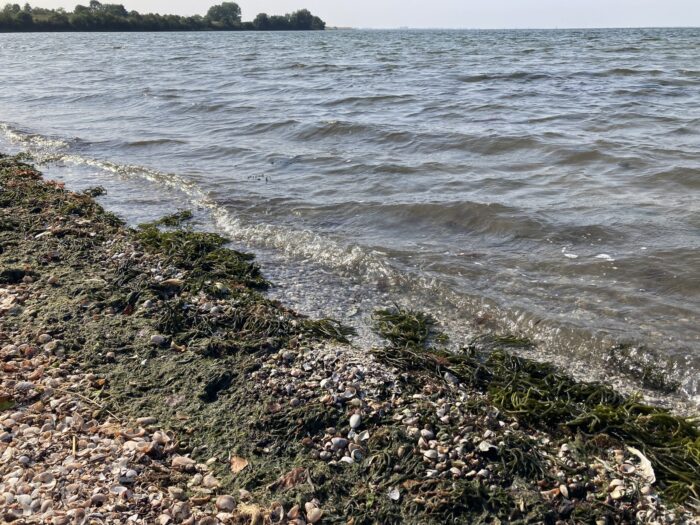 Strandaufnahme von nahem. Kiesstrand links, rechts welliges Meer, im Hintergrund Bäume am Ufer.