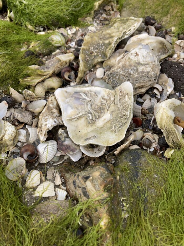 Große und kleine Austern- und andere Muscheln zwischen moosbewachsenen Steinen.