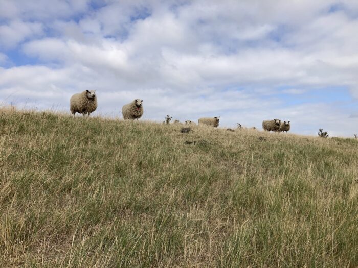 Schafe auf dem Deich, darunter eine abschüssige Wiese, darüber ein blauer, dicht mit flauschigen Wolken bedeckter Himmel.