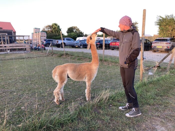 Links ein caramelfarbenes Alpaca, rechts ein Mensch, der das Tier streichelt. Dazwischen ein Zaun. Im Hintergrund Autos und ein Gebäude. Das Alpaca ist auf einer Wiese, die den größten Teil des Bildes ausmacht. Der Himmel ist hell.