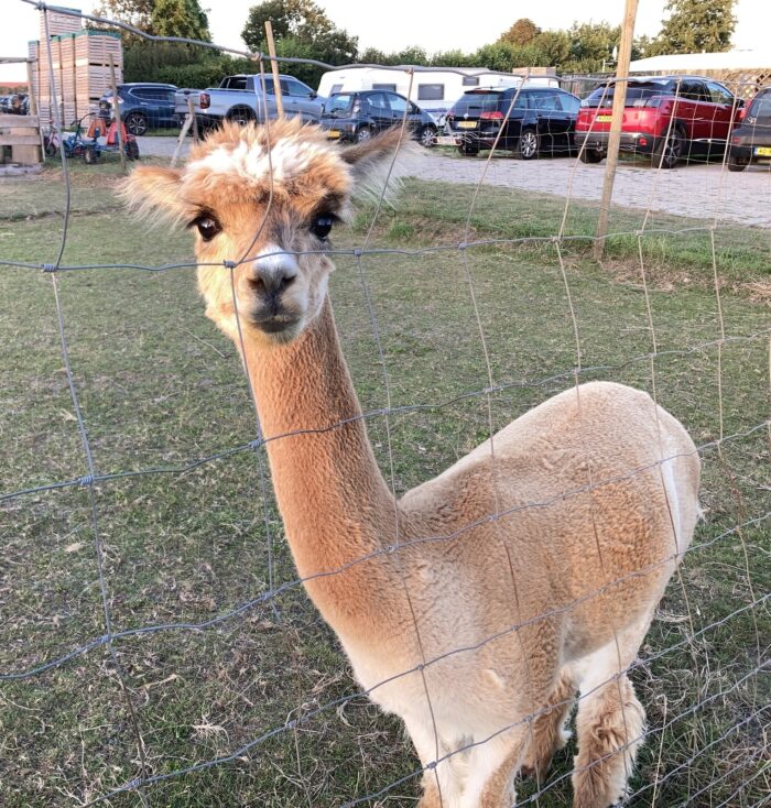 Das Alpaca guckt in die Kamera. Es ist fast ganz auf dem Bild. Im Hintergrund Autos und Wiese.