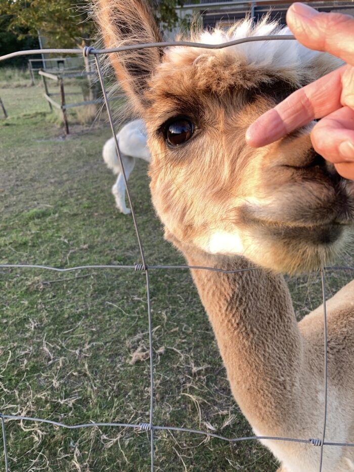 Das Alpaca lässt sich von einer rechten Hand streicheln, es ist nur sein Kopf zu sehen. Im Hintergrund die Hinterbeine eines weißen Alpacas und Wiese.