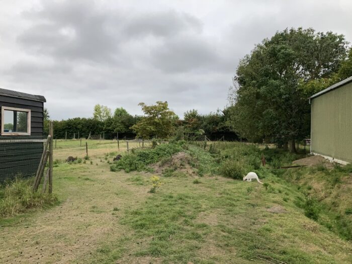 Eine eingezäunte Weide mit drei Wallabys. Zwei dunkle Tiere befinden sich links im Bild, eines weiße rechts. Im Hintergrund sind ein dunkles Gartenhäuschen, einige Bäume und ein grün gestrichener Schuppen zu erkennen. Der Himmel ist bedeckt und wirkt etwas düster. Das Gesamtbild ist eher unspektakulär und wirkt ruhig und etwas trostlos.