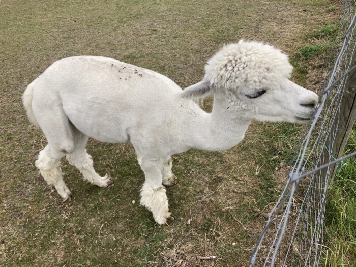 Weißes Alpaca auf Erdboden schnuppert am Drahtzaun. Von oben fotografiert.