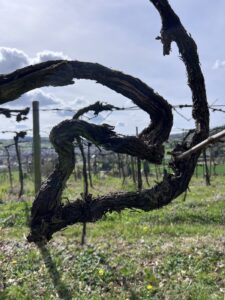 Rebenast in Form eines gespiegelten S, im Hintergrund Himmel und Rebhang abwärts