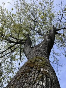 Von unten in eine zweiteilige Baumkrone fotografiert