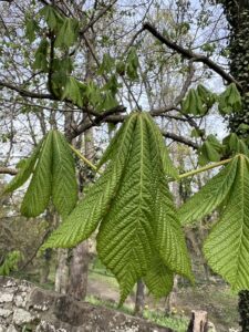 Einige Kastanienblätter kurz vor der vollständigen Entfaltung