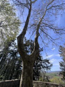 Noch wenig belaubter Baum mit zwei Kronen, im Hintergrund Bäume und Himmel