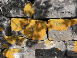 Mauerstück mit sehr gelbem Flechtenbewuchs von nahem