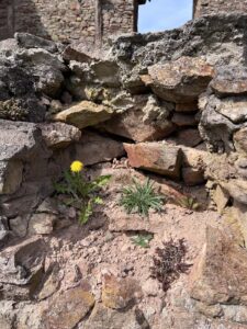 Mauerstück mit einigen Pflanzen, die aus der Mauer herauswachsen