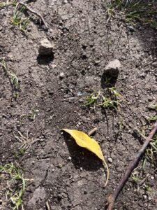 Zwei Steine und ein Blatt bilden auf der Erde liegend eine Art Gesicht
