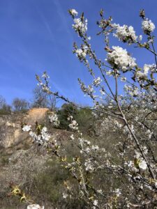 Blütenzweig mit weißen Blüten, vor blauem Himmel