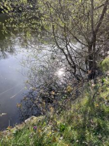 Wasseroberfläche schimmernd mit Gebüsch am Uferrand