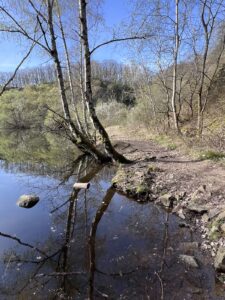 Eine weitere Silbersee-Aufnahme. Bäume und Gebüsch, das sich im Wasser spiegelt und rechts der Wanderweg
