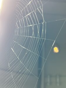 Spinnennetz mit Sonnenlicht vor dunklem HIntergrund