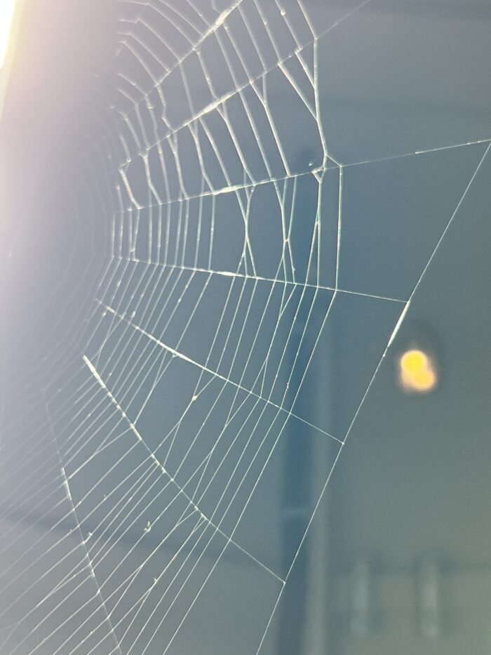 Spinnennetz mit Sonnenlicht vor dunklem HIntergrund