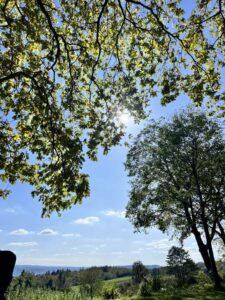 Von einer Liege aus fotografierte Baumkronen mit Blauhimmel und Sonne und Weitblick