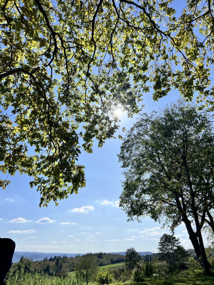 Von einer Liege aus fotografierte Baumkronen mit Blauhimmel und Sonne und Weitblick
