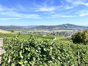 Weitblick aus einem Rebhügel in die Landschaft, im Vordergrund Reben, im Hintergrund Hügel und blauer Himmel