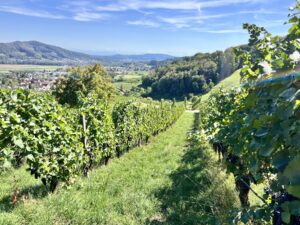 Weitblick aus einem Rebhügel in die Landschaft, im Vordergrund Reben, im Hintergrund Hügel und blauer Himmel