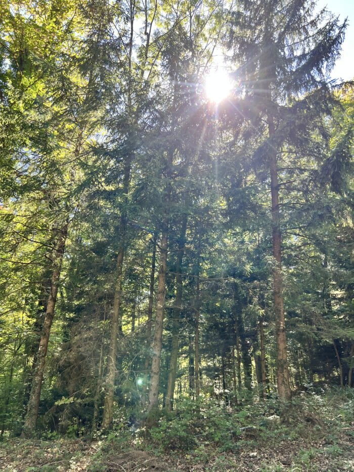 Im Wald in die Bäume fotografiertes Sonnenlicht, das sich im Laub bricht