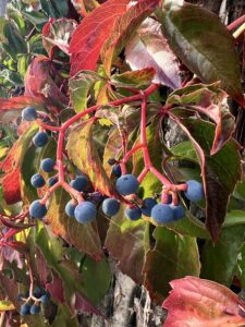 Selbstkletternde Jungfernreben in Herbstfarben.